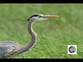 Cri du grand hroncall of the great blue heron