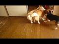 本当はみんなと一緒に遊びたい爺ちゃん柴犬