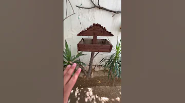 عمل مأكلية اقتصادية للطيور باقل تكاليف طيور حمام ملكي فناجس حيوانات بادجي 