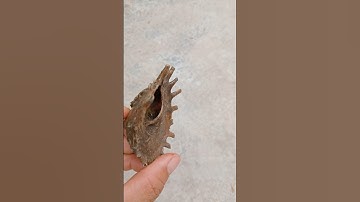 Ốc mượn hồn vỏ lạ lẫm #shorts #snail