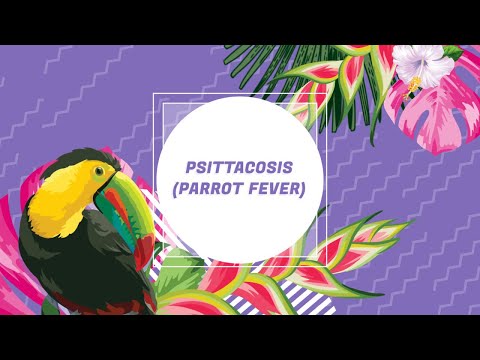 Wideo: Parrot Fever (Psittacosis): Objawy, Diagnoza I Leczenie