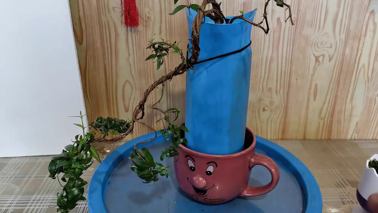 Что будет если полить соленой водой мирт? - YouTube