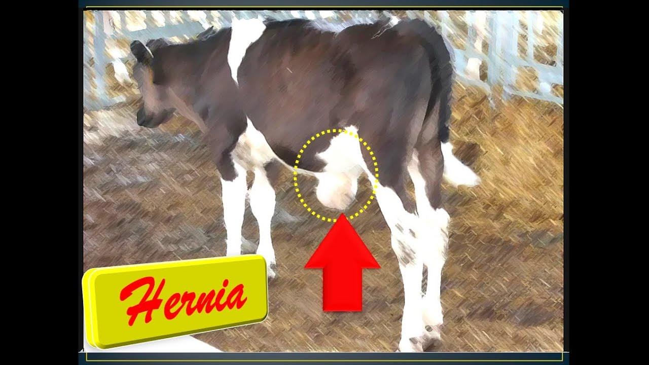 Clinical signs of hernia in a calf YouTube