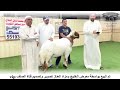 اغلي خروف انباع في دولة الكويت مشالله اغلي خروف انباع في دولة الكويت مشالله