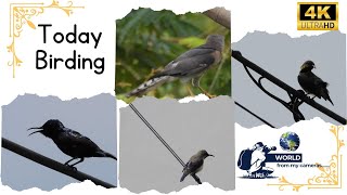 Today Birding