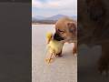 Have you seen anything more cute today #love #funnyanimals #goldenretiever #funnyvideo #pets #puppy