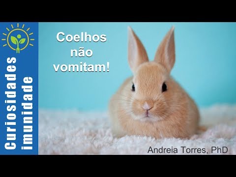 Vídeo: Os coelhos regurgitam comida?