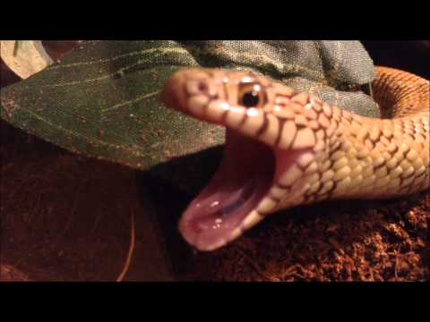 Snake Yawn Compilation