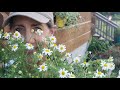 What you DIDN'T know about Chamomile! Growing | Harvesting | Uses