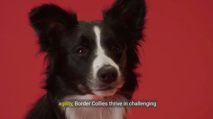 Top 10 Hiking Dog Breeds for Outdoor Adventures