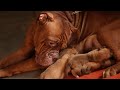 French mastiff new born to 20 days differrence #rahulpets #trending #pets #status #dogworld