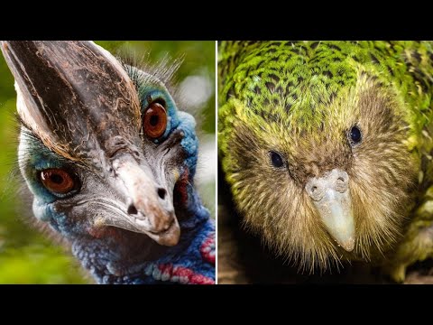 Видео: ▽ Птицы не умеющие летать