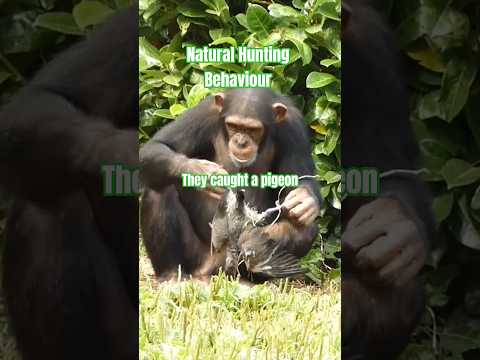 Chimps Are Hunters