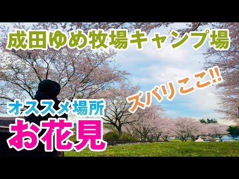 スバリここ！成田ゆめ牧場キャンプ場内の絶景桜お花見ポイント！【お花見キャンプ】