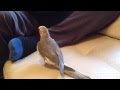 Happy Cockatiel Whistling On The Couch