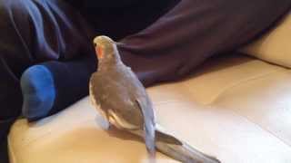 Happy Cockatiel Whistling On The Couch