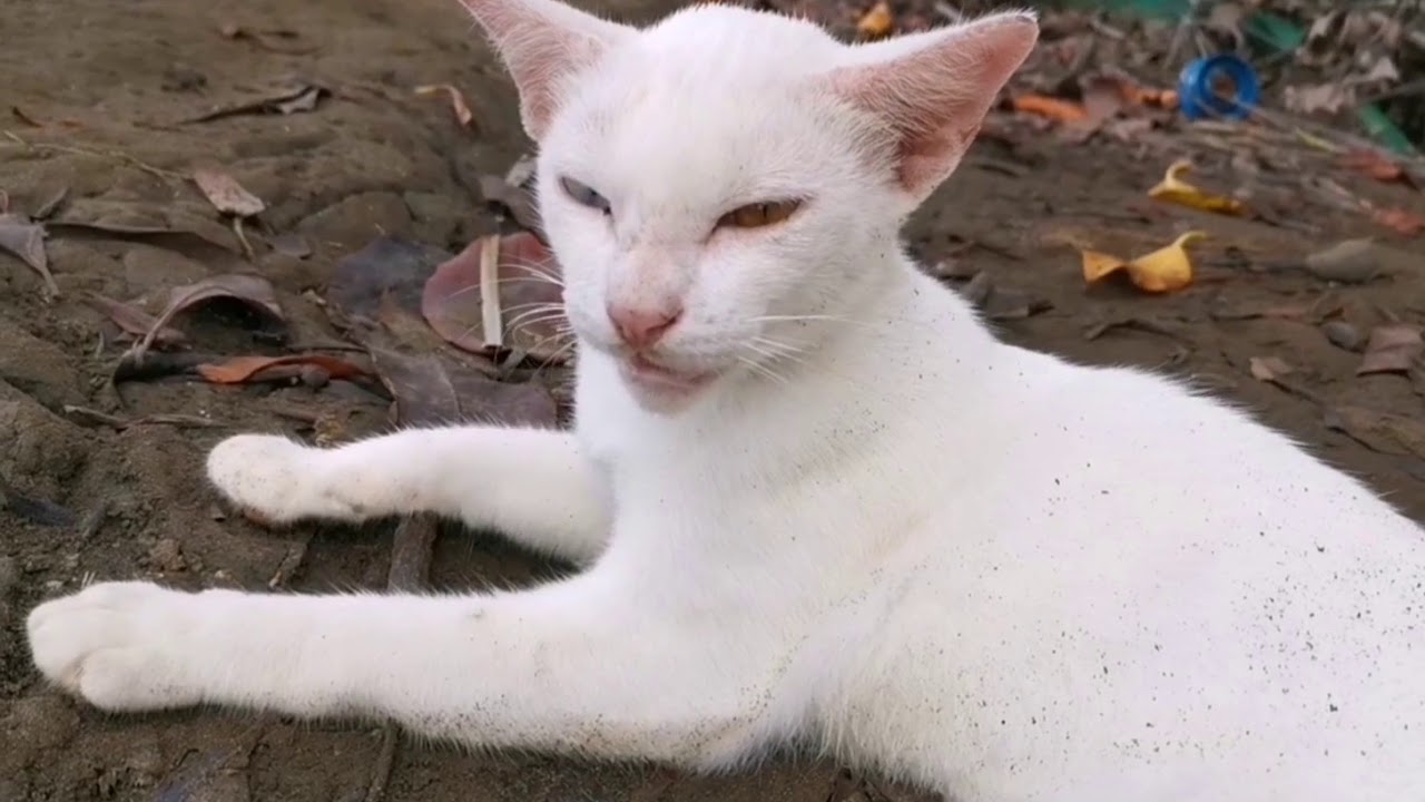 KUCING ALBINO penunggu tambak ikan - YouTube