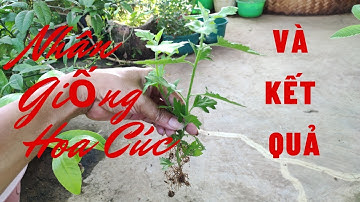 Cách nhân giống hoa cúc và kết quả | Linh Ste Vlogs