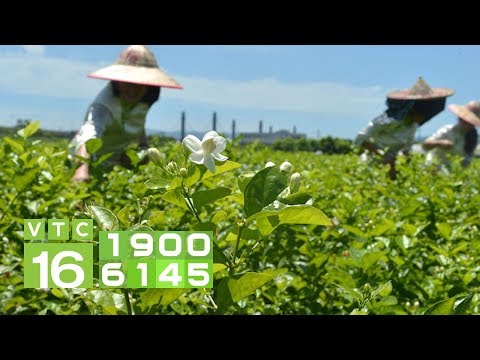 Video Trồng cây hoa nhài, 10 năm 