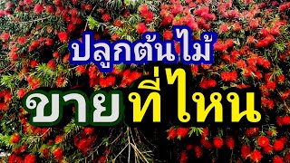 ขายต้นไม้อย่างไร ep141