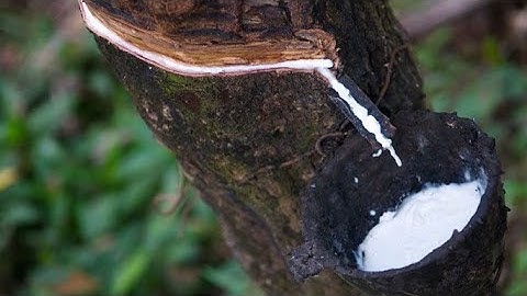 Nature Rubber Latex is Harvesting And Producing Rubber Mattresses At Factory @NoalFarms2020