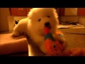 Samoyed Puppy 7 weeks