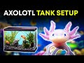 Ultimate Guide to Setting Up an Axolotl Tank: Size, Temperature, and Water Requirements