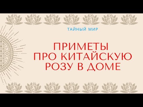 Китайская роза в доме - приметы