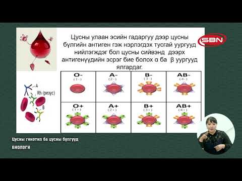 Видео: Цусны бүлэг нь генотип гэж юу вэ?