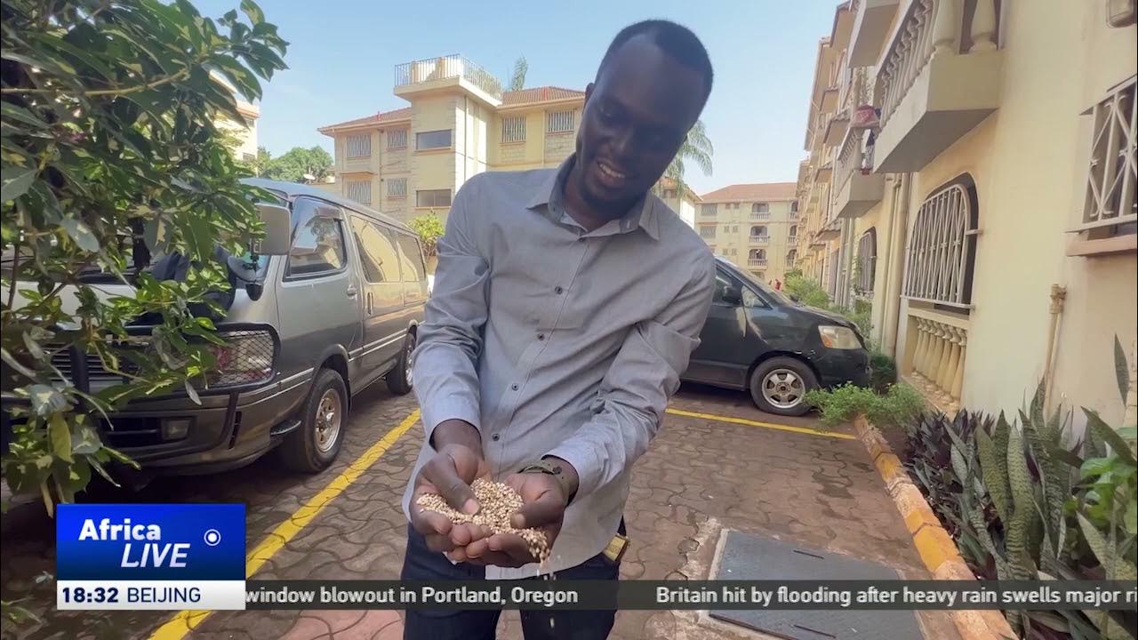 Poor sorghum yields hurt Uganda local brews