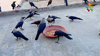 Beautiful And Large Group of Black Crow Attack And Fight for Foods | Crow Fighting Video P-78