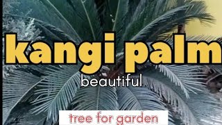 kangi palm beautiful plants in my my school.... @With awais ali @videos @kangi palm