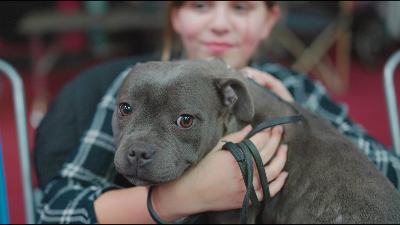 IV Krajowa Wystawa Psów Rasowych, Grodzisk Mazowiecki, 24.01.2026, krótka relacja filmowa