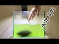 汚染された水にドブガイを投入すると・・・【超ド級の浄化能力】