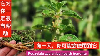 為什麼它拔脓排脓功力强大？雾水葛的功效与作用. Pouzolzia zeylanica health benefits. Pouzolzia zeylanica health benefits..