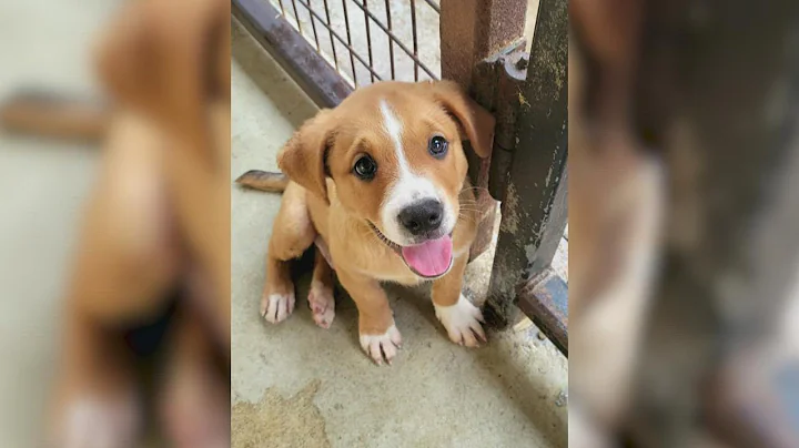 Mega-Adoptionsereignis in San Antonio: Rette ein Haustier und verändere Leben!