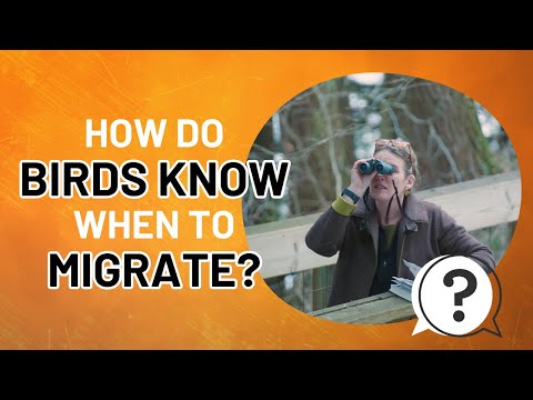 Northeast Nature | February | How do birds know when to migrate?