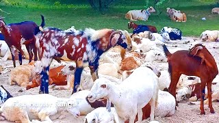 Goats and Sheep Friendship | Goat Farming ideas | Soft Animals Video | screenshot 3