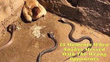 15 Moments When Snakes Messed With The Wrong Opponents - Black Cat