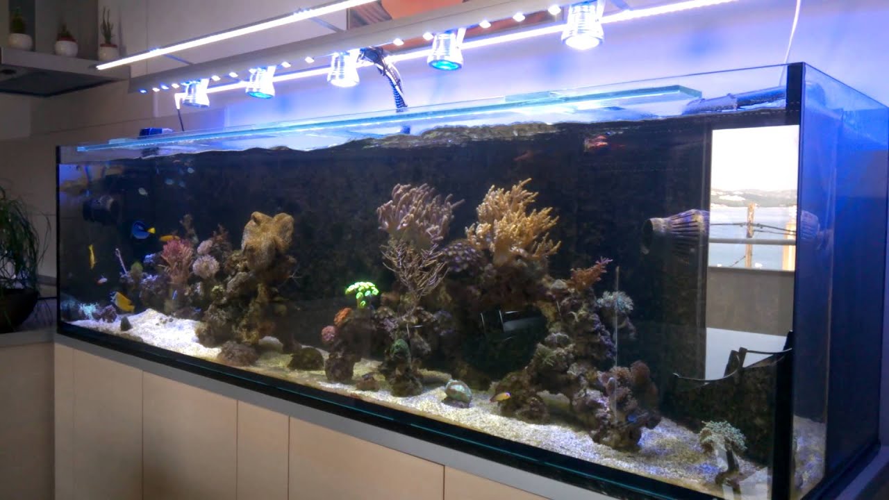 Reef aquarium 7ft long 160 gallons - YouTube
