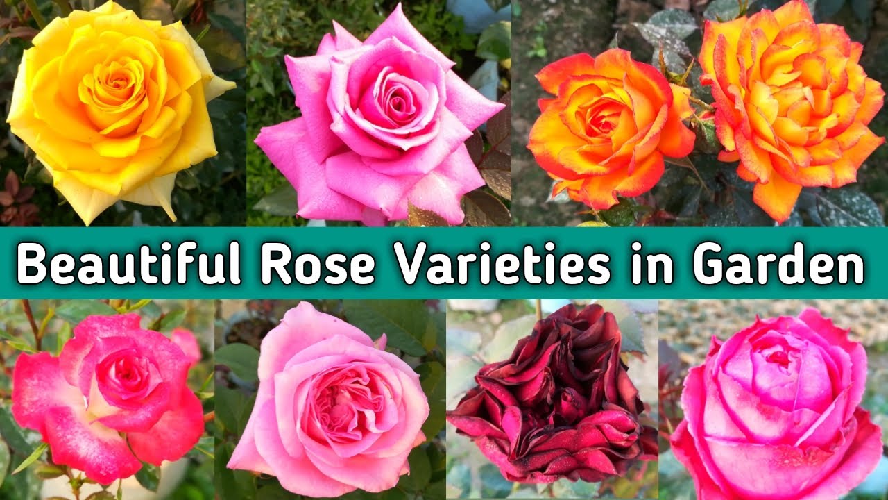 Rose Flower | Beautiful Rose Varieties | Rose Plant - YouTube