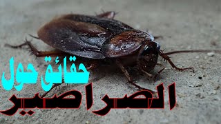 حقائق عن الصراصير | فيديوهات المعرفة العامة | فيديو للأطفال أطفال الحيوانات معرفة عامة facts