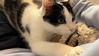 Sweetest girl follows Hooman to ask for a kiss by Archie The Cat & Friends 52,497 views 3 weeks ago 46 seconds