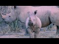 Namibian Safari Highlights