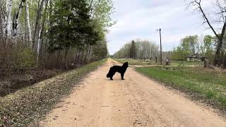 A dog called Lenka goes for a country road walk and checks out an abandoned house.