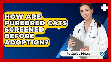 How Are Purebred Cats Screened Before Adoption? - PetGuide360.com