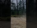 Crunching Pine Cones in Sneakers | Loud Footstep ASMR