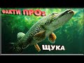 ЩУКА | ЦІКАВІ ФАКТИ ПРО: ЩУКУ. Де живе і як ловити щуку! #риболовля #fishing