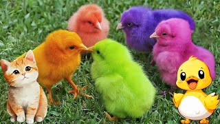Tangkap Ayam Lucu, Ayam Warna Warni, Ayam Rainbow Gokil, Kelinci, Kucing Lucu, Bebek, Cute Chicks