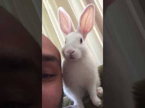 Tavşan Aşkı / Rabbit Love